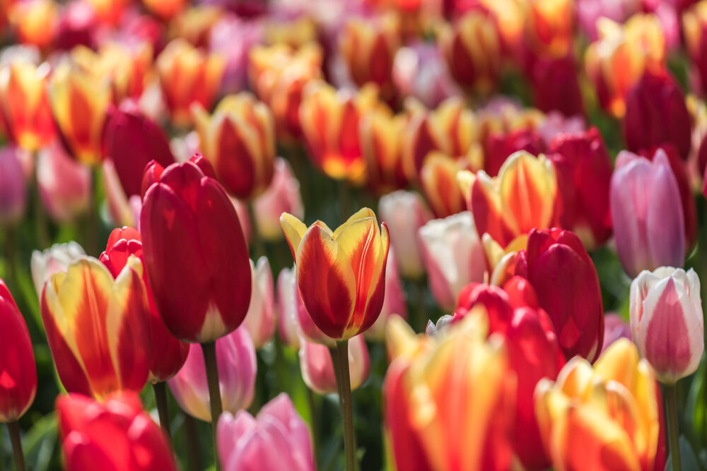 Champ de tulipes multicolores en fleurs