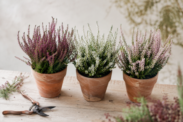 Trois pots de bruyères de saison en fleurs sur une table en bois chez le fleuriste Flowr
